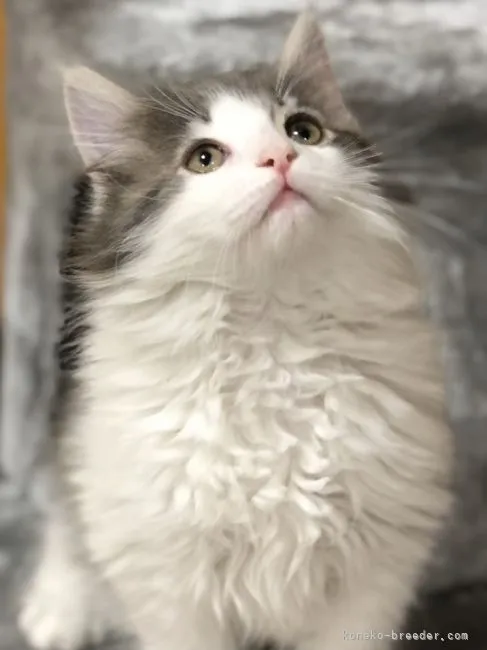 ID：2104-02097の子猫
