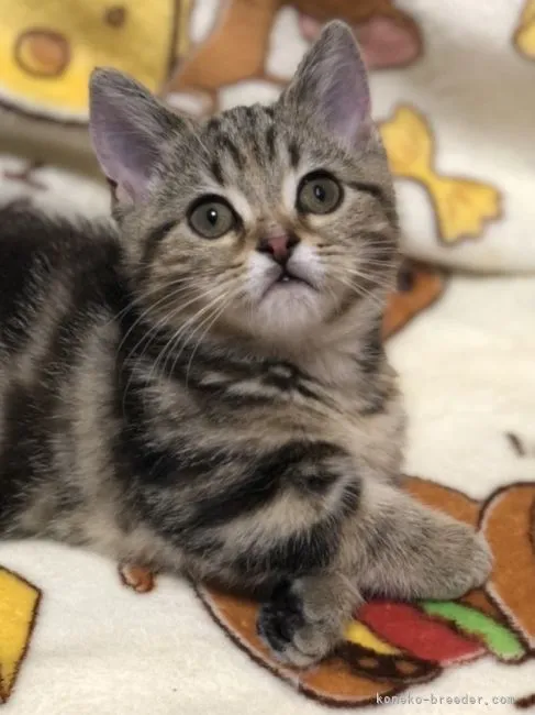 ID:2205-01426の子猫