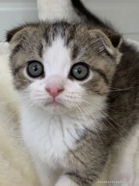 ID:2106-02531の子猫
