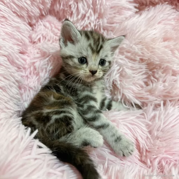 ID:2410-01500の子猫