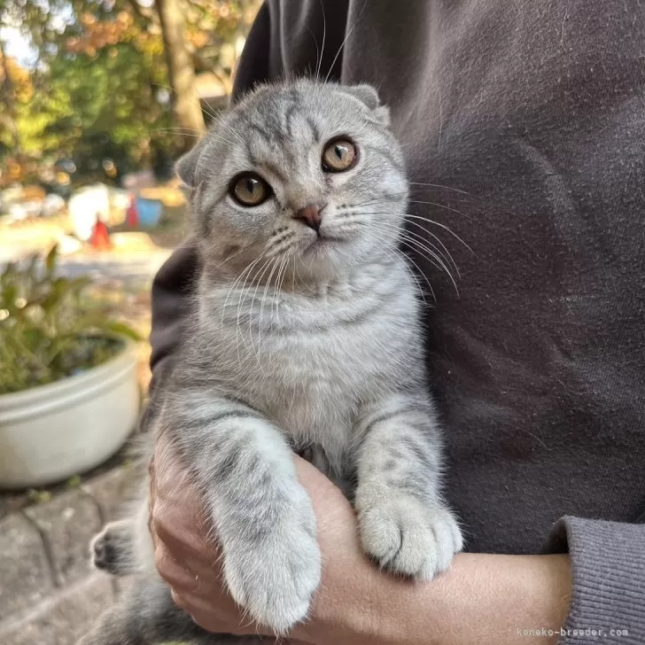 ID:2412-00296の子猫
