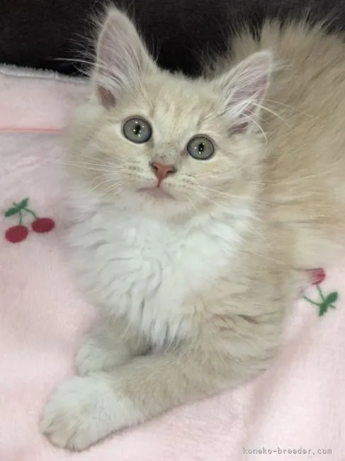 ID:2205-02127の子猫