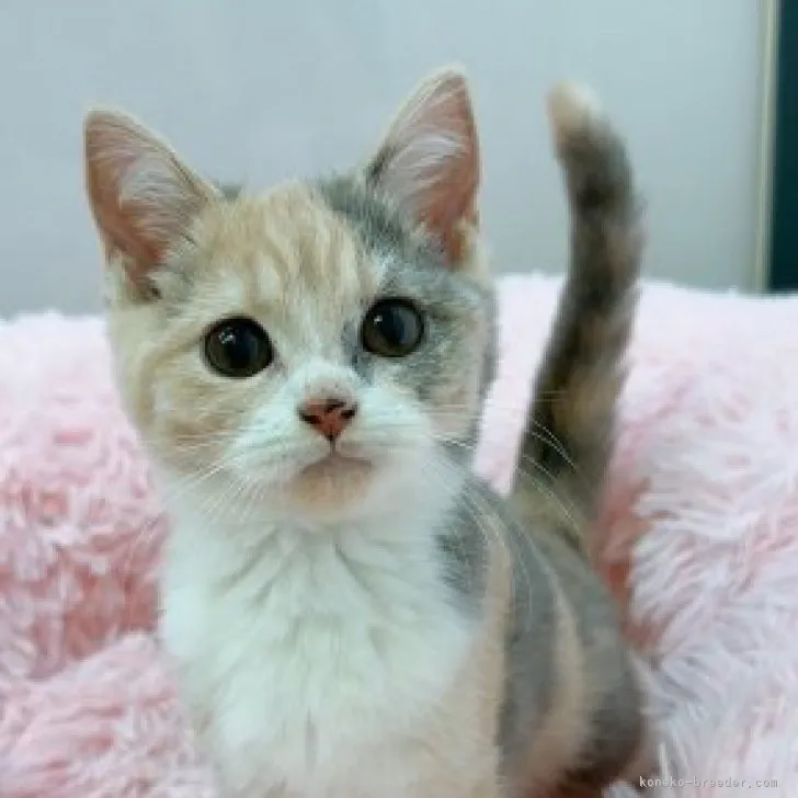 ID:2310-00334の子猫