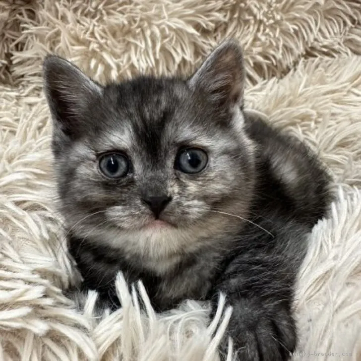 ID：2304-00030の子猫