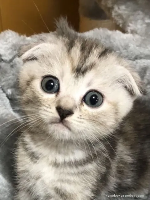 ID:2107-01637の子猫