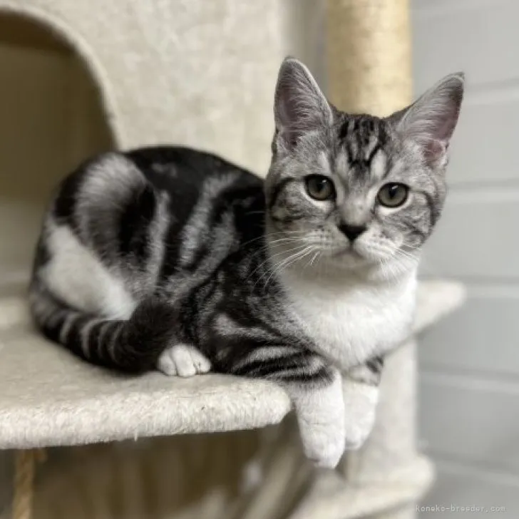 ID：2303-02307の子猫