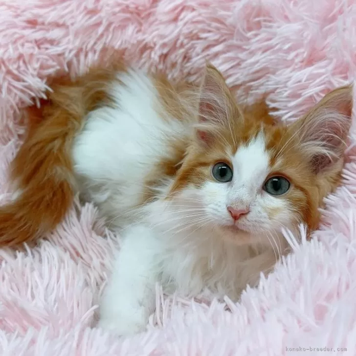 ID：2406-03467の子猫