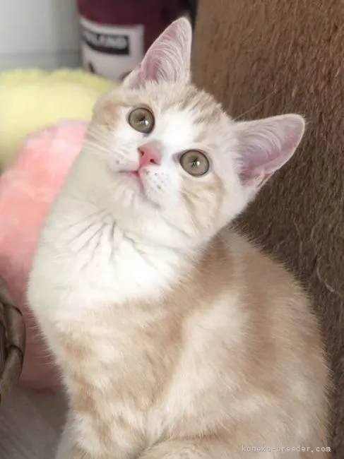 ID:2201-00765の子猫