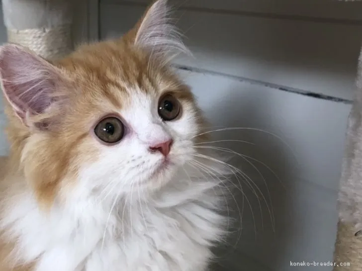 ID：2103-00733の子猫