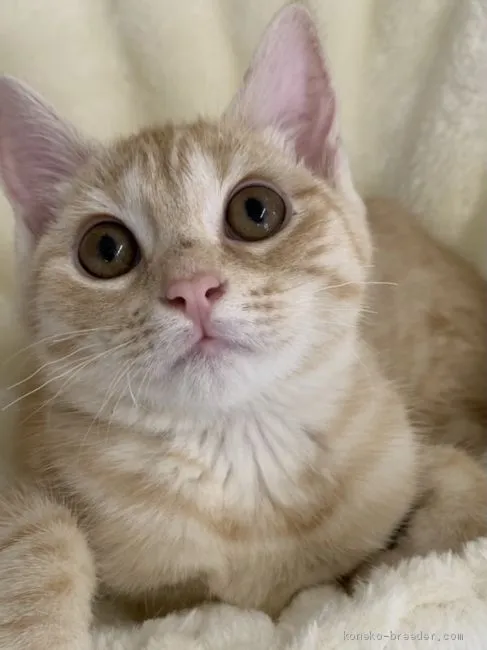 ID：2102-00994の子猫