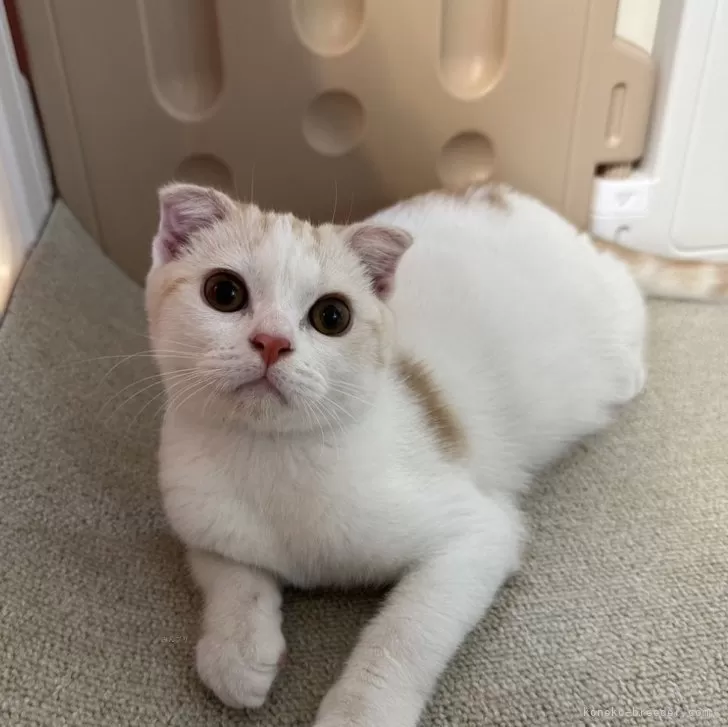 ID:2407-02483の子猫