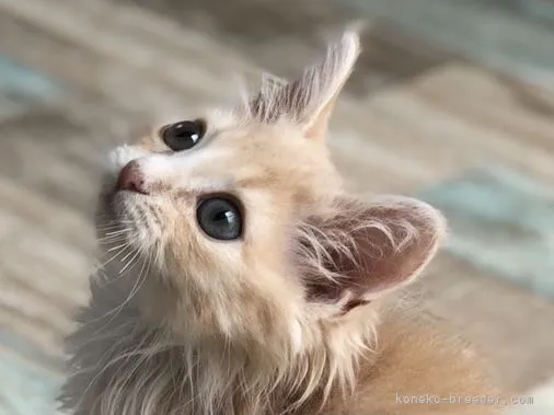 ID：2107-00723の子猫