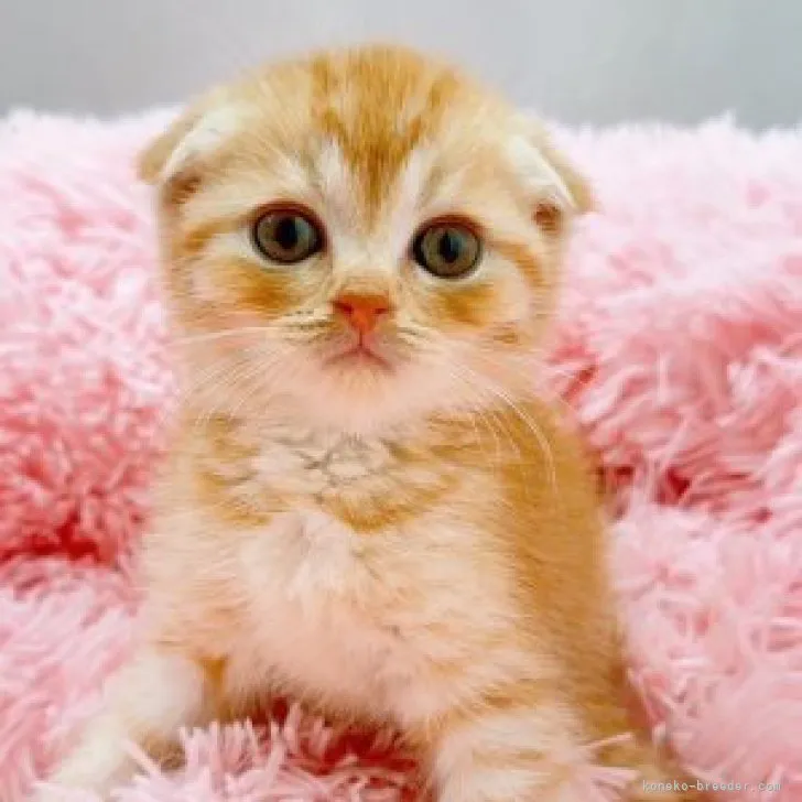 ID：2304-01254の子猫