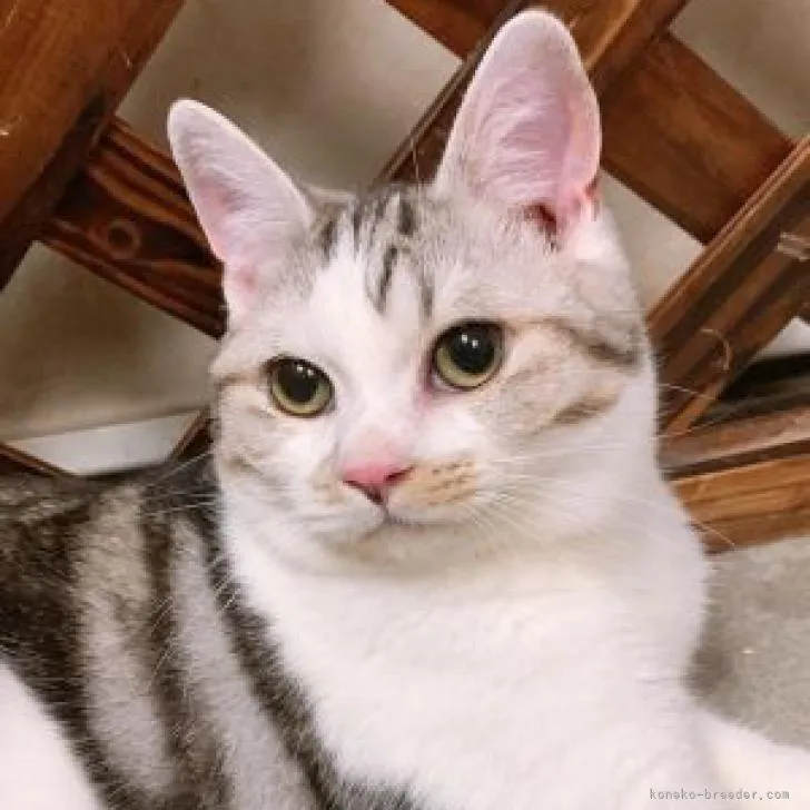ID:2211-02138の子猫