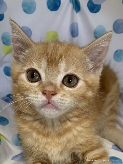 ID:2106-00410の子猫