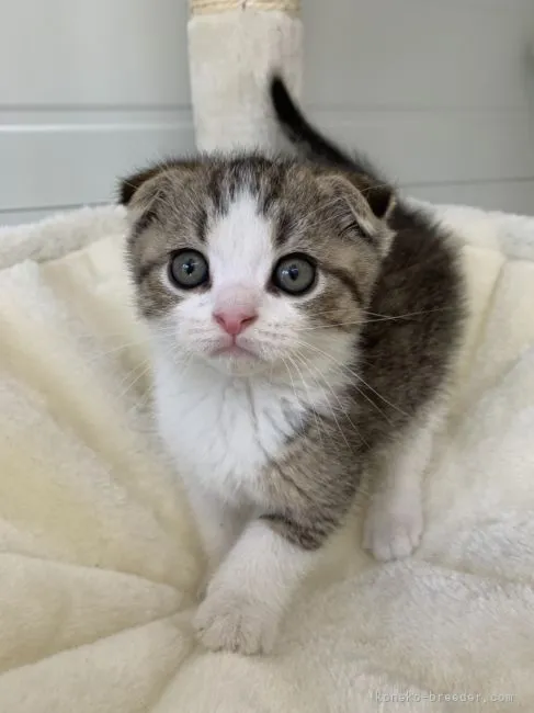ID：2105-00249の子猫