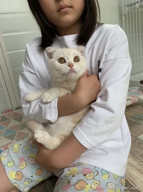 ID:2104-00055の子猫