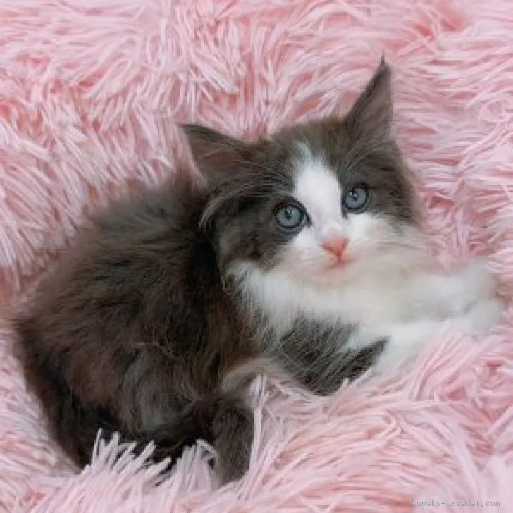 ID：2310-00857の子猫