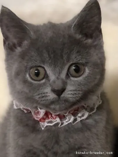 ID：2110-00816の子猫