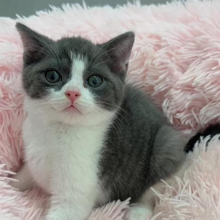 ID:2406-01625の子猫