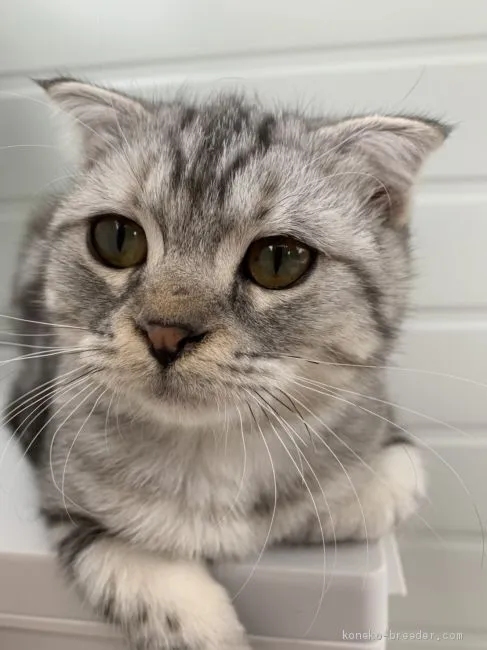 ID:2101-00379の子猫
