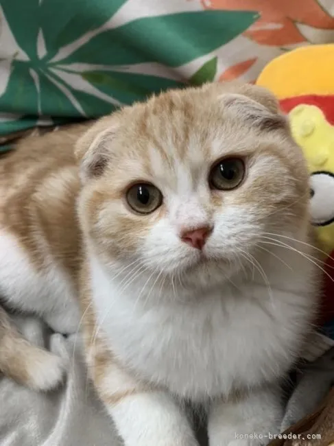 ID:2201-01960の子猫