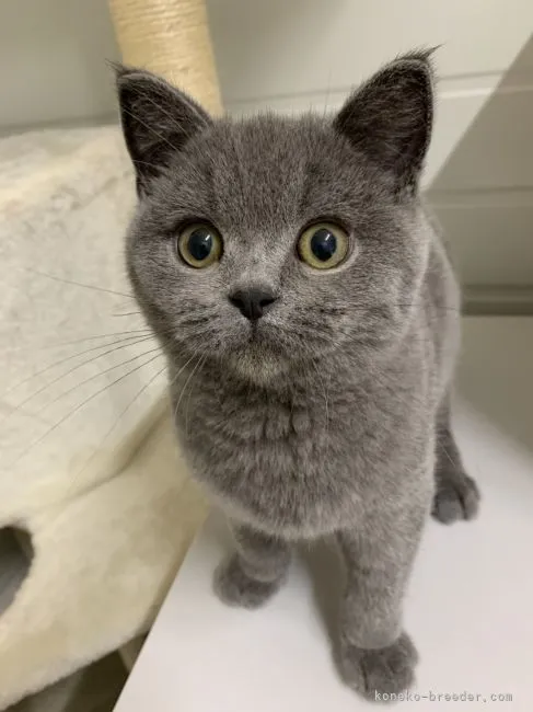 ID:2106-01506の子猫
