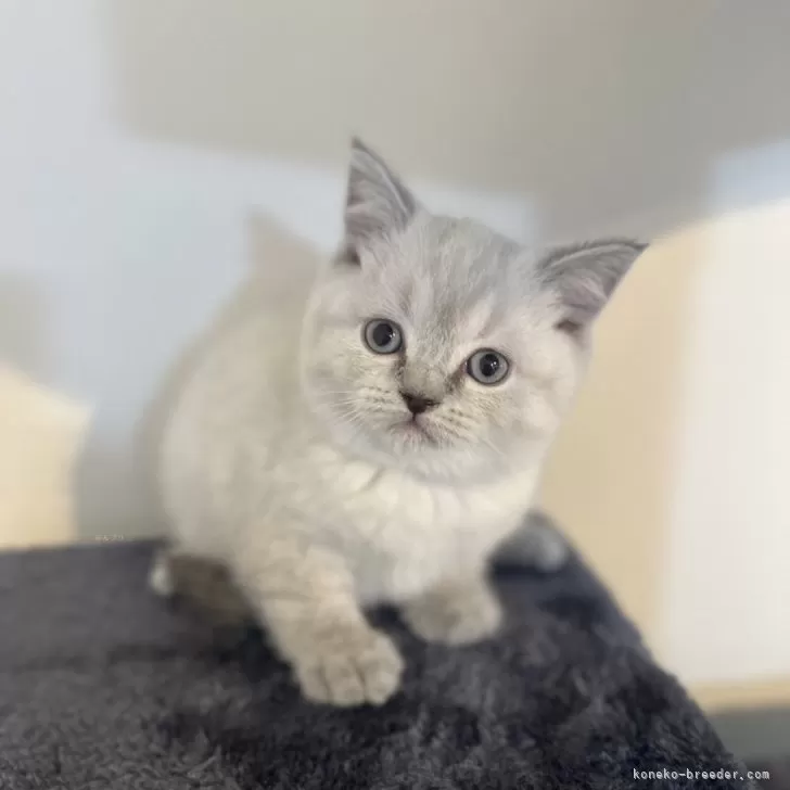 ID：2405-02298の子猫