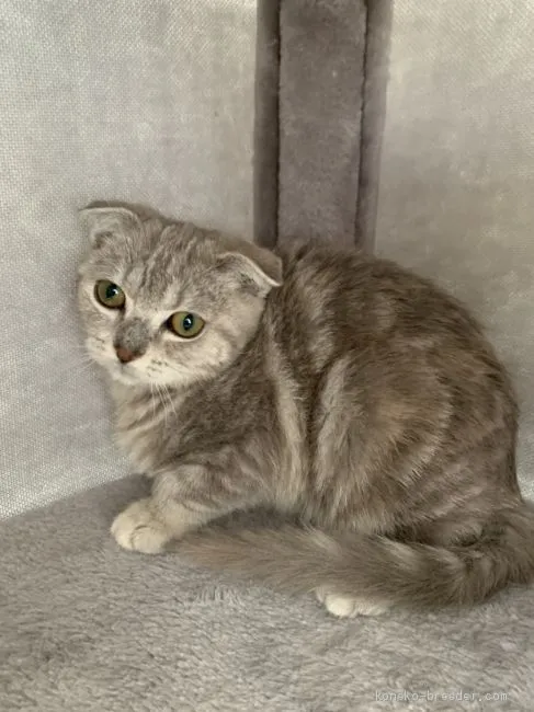 ID:2012-01443の子猫