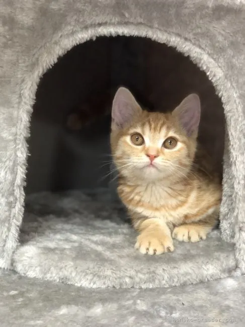 ID:2106-02276の子猫