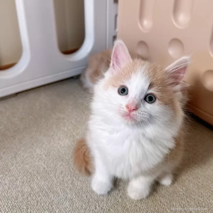 ID：2410-01094の子猫