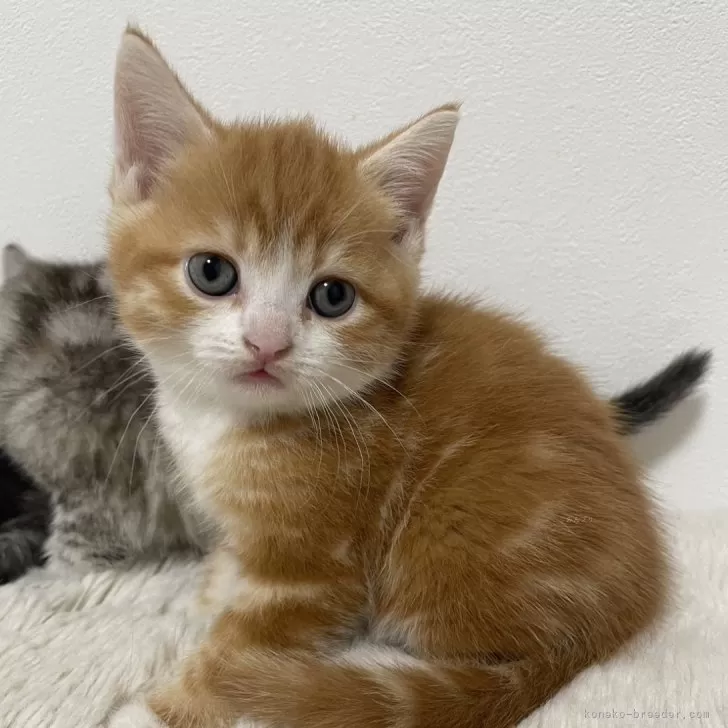 ID:2410-02442の子猫