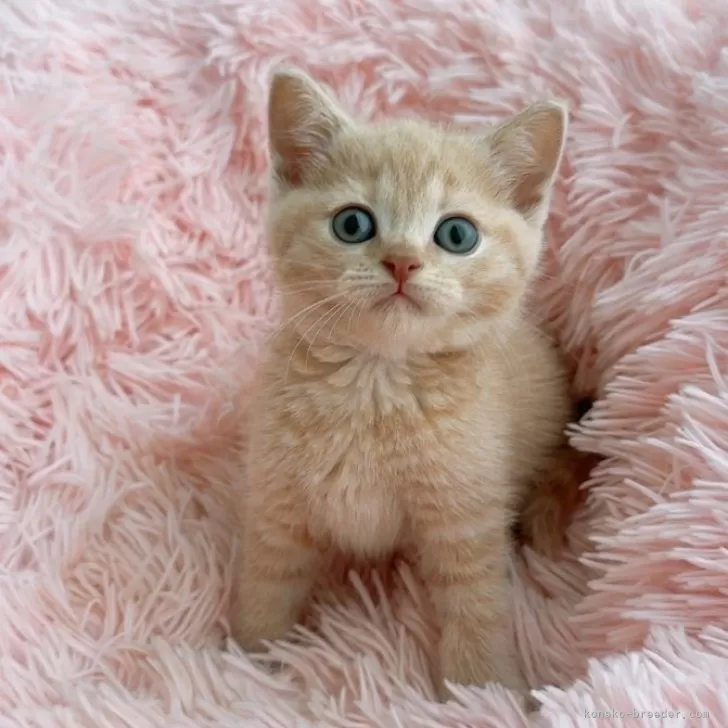 ID:2410-02655の子猫
