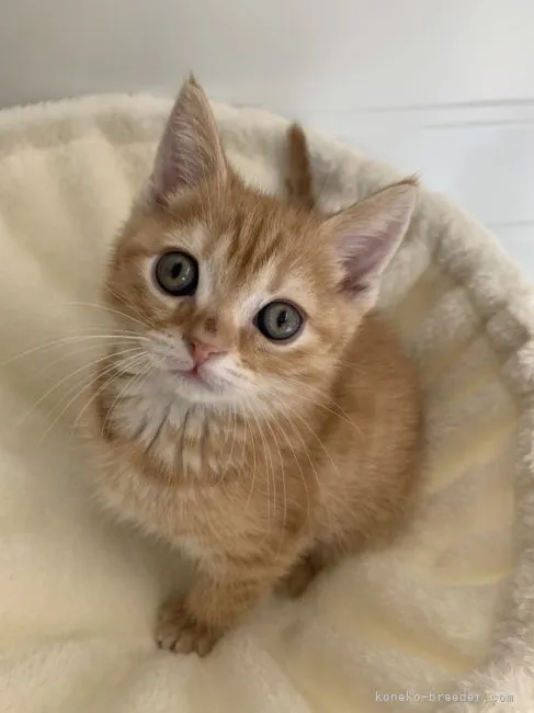 ID:2104-01166の子猫