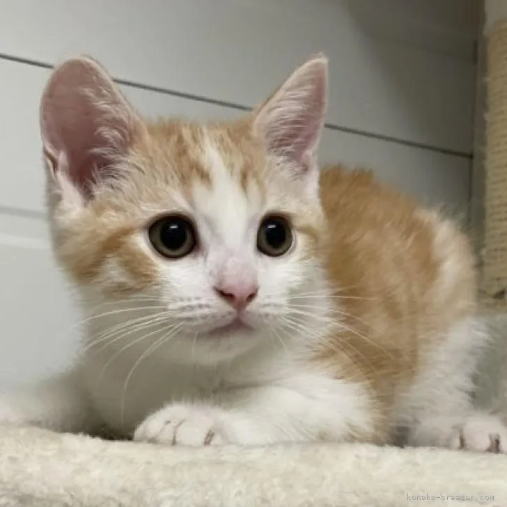 ID:2209-00602の子猫