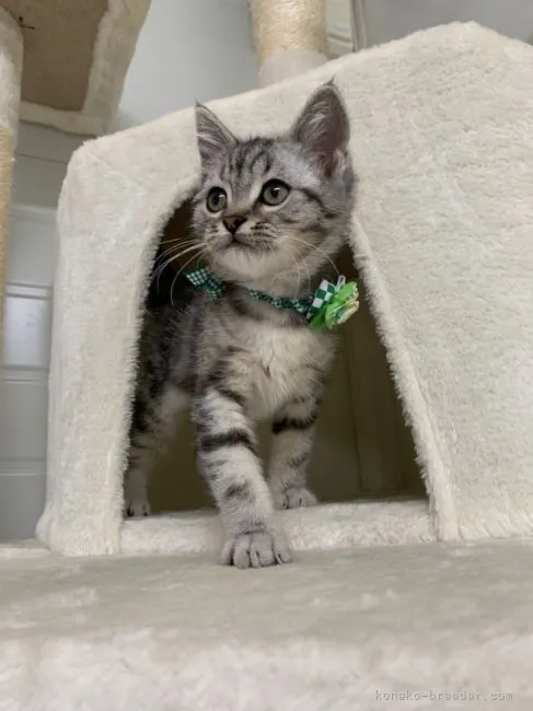 太一 様のお迎えした子猫