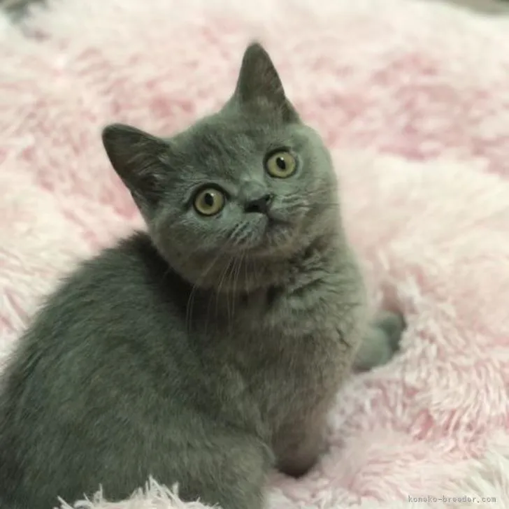 ID:2205-00789の子猫