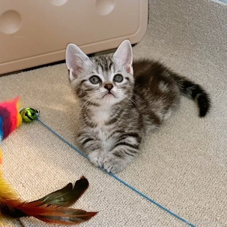 ID:2406-03429の子猫