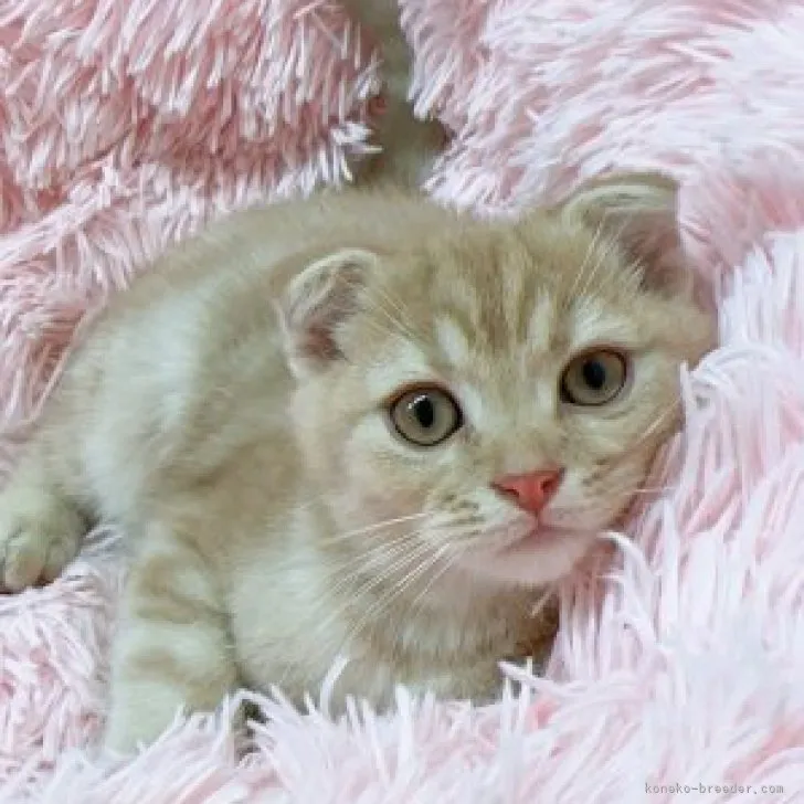 ID:2308-01524の子猫