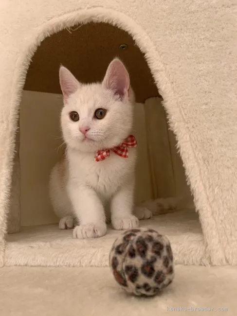 ID：2201-01628の子猫