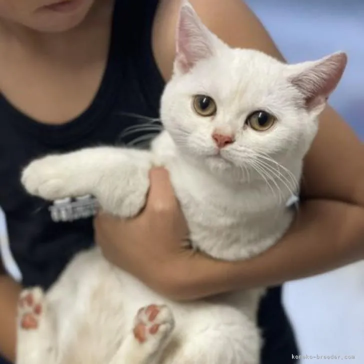 ID：2211-00082の子猫