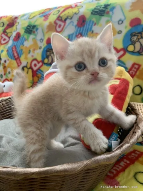 ID：2205-00078の子猫