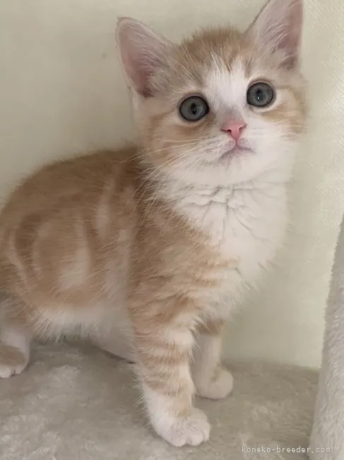 ID:2104-00875の子猫