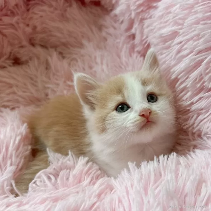 ID：2411-00297の子猫