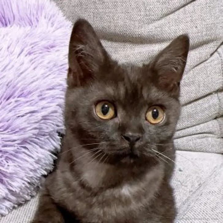 ID:2308-01212の子猫