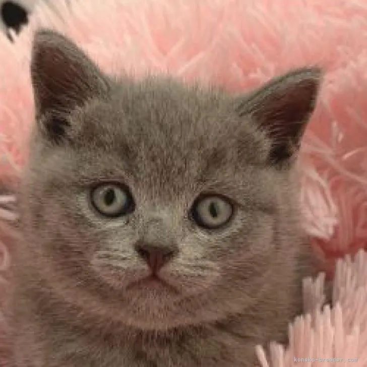 ID：2208-02541の子猫