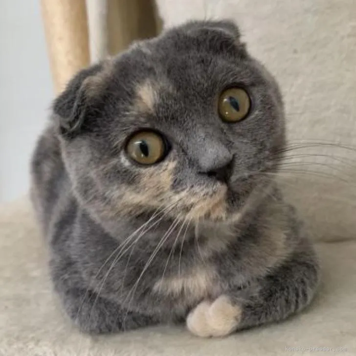 ID：2210-01611の子猫