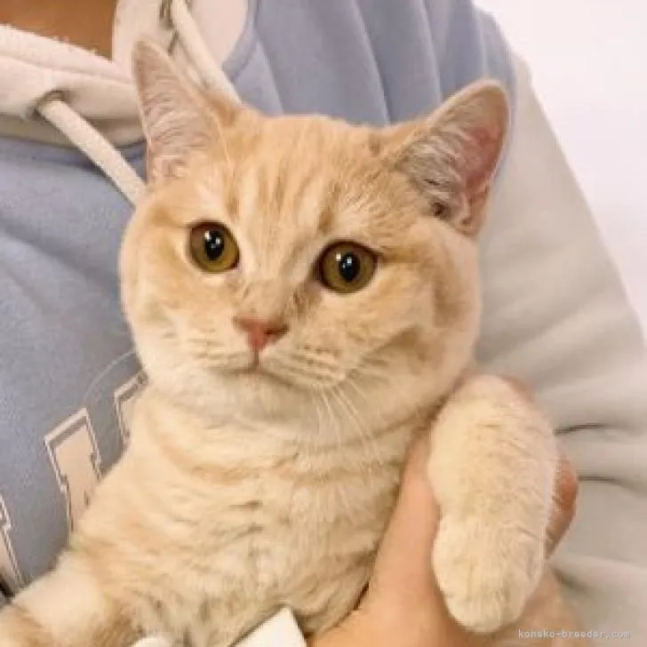 ID：2212-02327の子猫