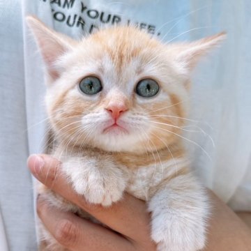 スコティッシュストレート【岡山県・女の子・2024年3月18日・レッドタビー】の写真「綺麗な模様でまんまる顔🐱」