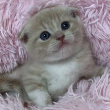 スコティッシュフォールド(折れ耳)【岡山県・女の子・2022年9月9日・クリームタビー&ホワイト】の写真「激カワ❣️たまとる姿も超キュート❤️」